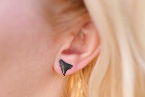 Fossil shark tooth earring studs